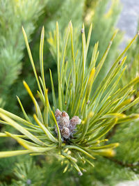 Close-up of plant