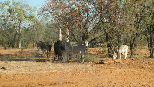 Horses on field against trees