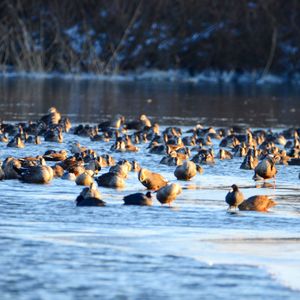 Ducks swimming in lake during winter