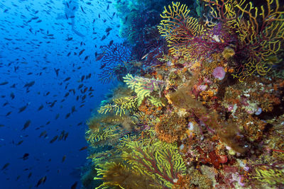 Coral reef from lastovo island, croatia