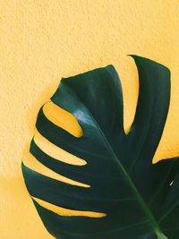 Close-up of yellow rose on wall