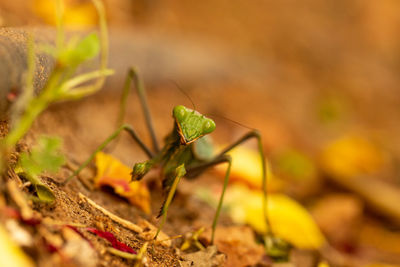 Close-up of praying mantis