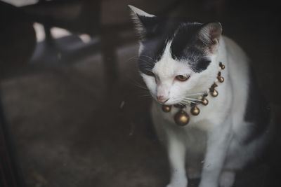 Close-up of a cat looking away