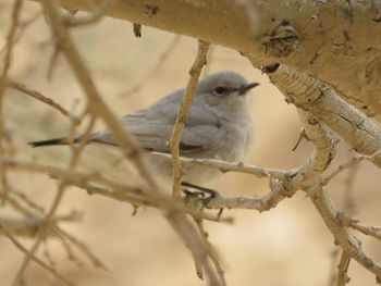 Close-up of bird perching on branch