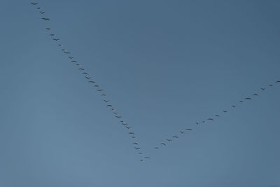 Low angle view of birds flying in sky