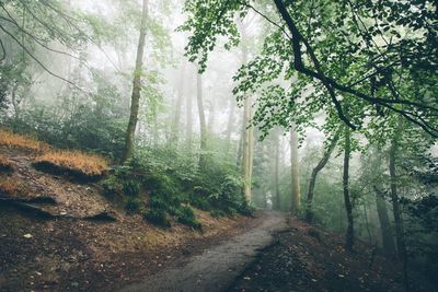 Trees growing by footpath at forest during foggy weather