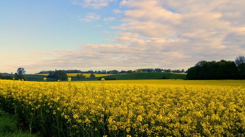 View of oilseed rape field against sky