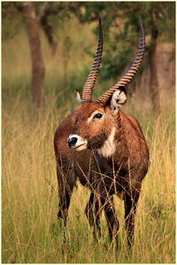 Close-up of giraffe standing on field