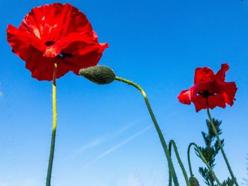 Close-up of red poppy against blue sky