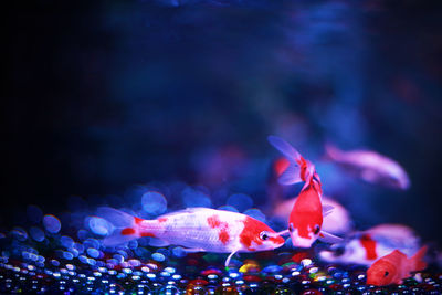 Close-up of fish swimming in aquarium