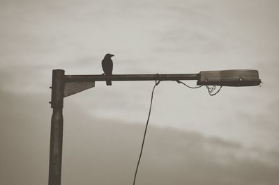 Low angle view of bird perching on wall