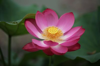 Close-up of pink water lily