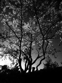 Low angle view of silhouette trees against sky