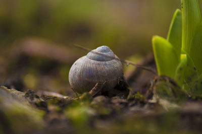 Close-up of animal shell on field