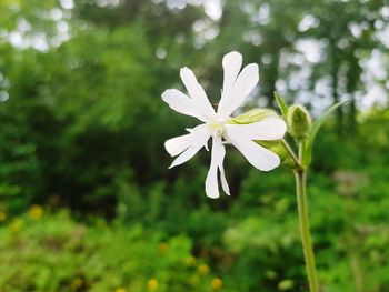 Close-up of white flowering plant