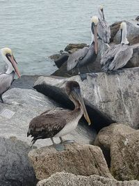 Close-up of swans on rock in lake