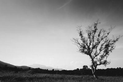 Scenic view of field against clear sky