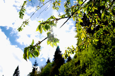 Low angle view of trees against sky