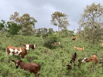 Cows grazing in a field on santa cruz island galapagos 