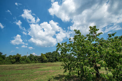 Trees on field against sky
