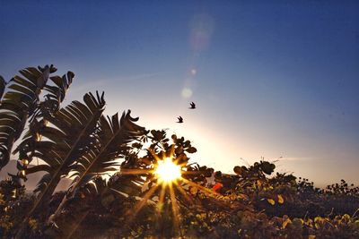 Plants growing on field against sky during sunset