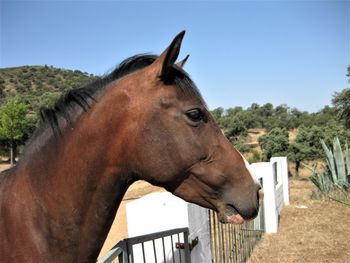 Side view of horse in ranch against sky