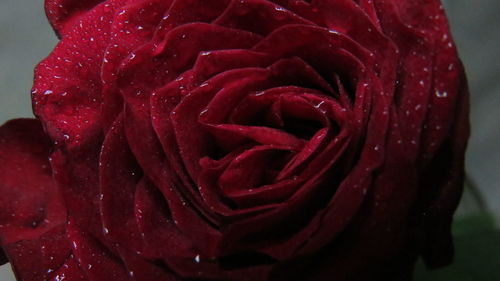 Close-up of wet red rose