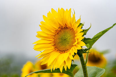 Close-up of yellow sunflower