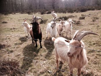 Sheep grazing on field