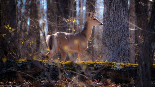 Deer standing against trees at forest