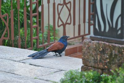 Close-up of bird perching on retaining wall