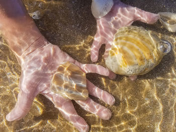 High angle view of hand feeding in sea