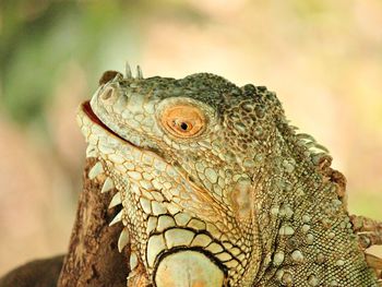 Close-up of lizard