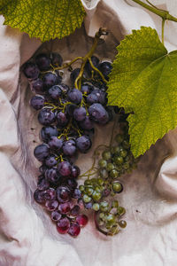 Close-up of grapes growing on plant