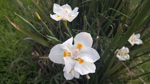 Close-up of crocus blooming outdoors