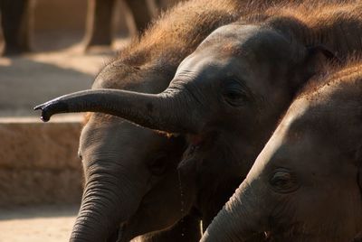 Three elephant babys