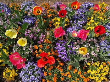 Close-up of multi colored poppy flowers