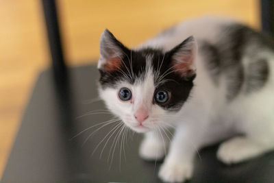 Close-up portrait of kitten