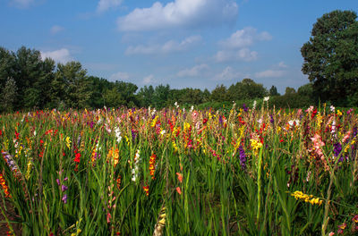 Flowers growing in field