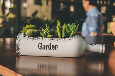 Close-up of potted plant on table