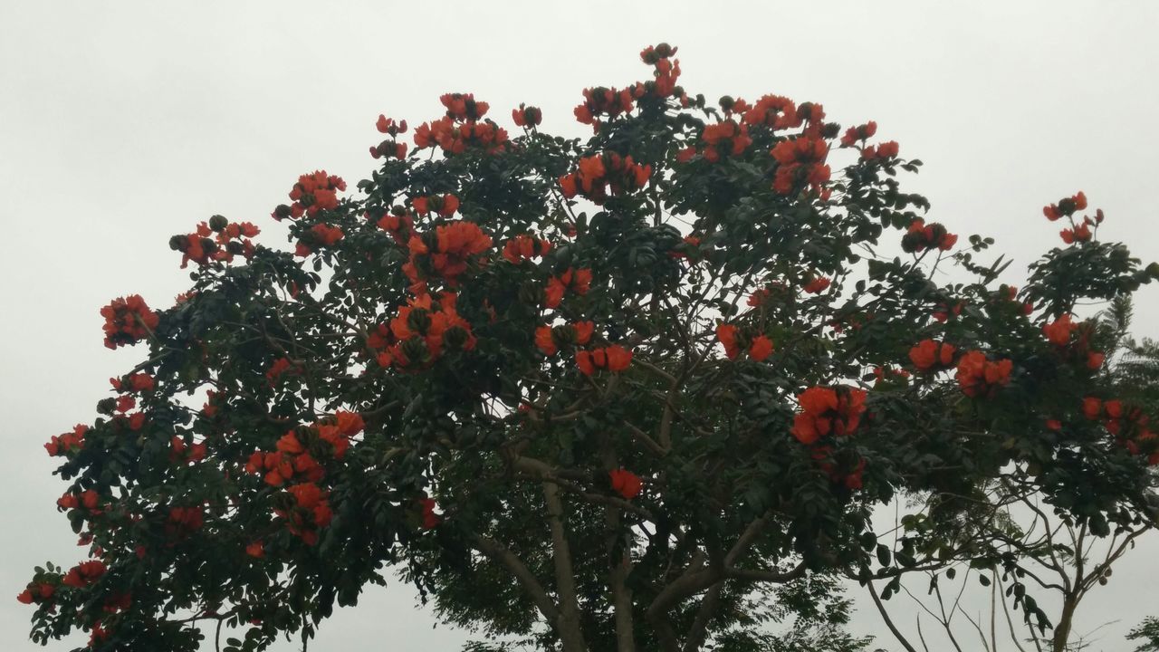 low angle view, tree, clear sky, growth, branch, freshness, fruit, nature, beauty in nature, sky, red, leaf, flower, no people, day, outdoors, fragility, food and drink, animal themes, food