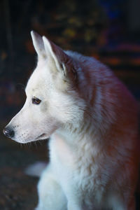 Close-up of a dog looking away