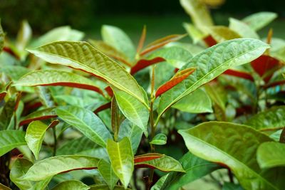 Close-up of green leaves on plant in field