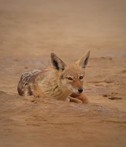 animal