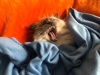Close-up of cat with orange eyes