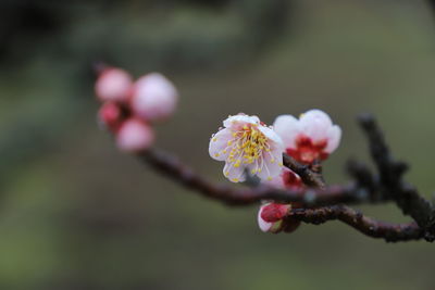 Close-up of cherry blossom