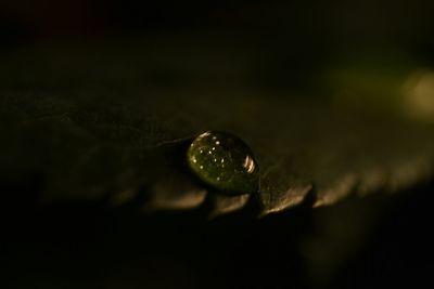 Close-up of water drops on leaf