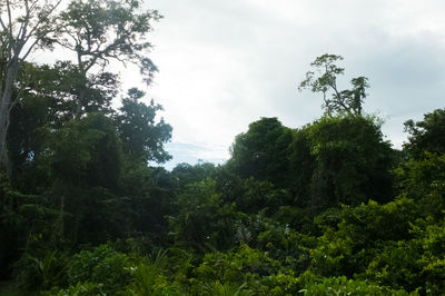 Trees in forest against sky