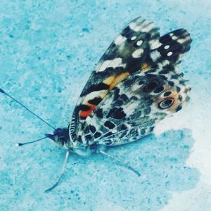 Close-up of butterfly