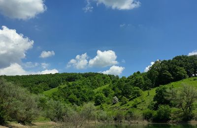 Scenic view of forest against sky